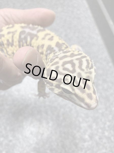 画像5: オバケトカゲモドキ フゼスタン ペア (5)