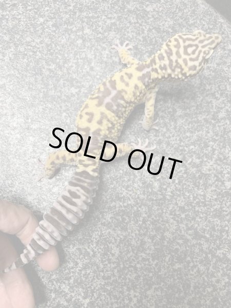 画像6: オバケトカゲモドキ フゼスタン ペア (6)