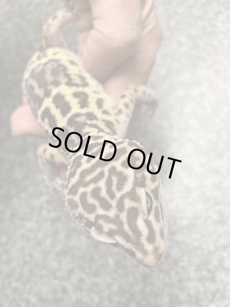 画像2: オバケトカゲモドキ フゼスタン ペア (2)