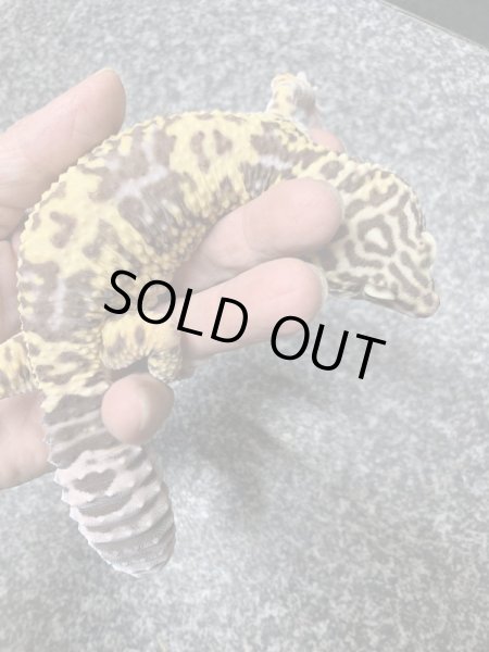 画像4: オバケトカゲモドキ フゼスタン ペア (4)