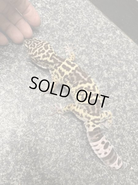 画像3: オバケトカゲモドキ フゼスタン ペア (3)