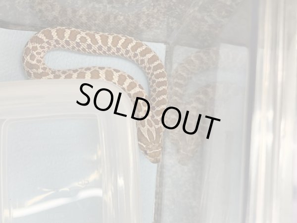 画像2: シシバナヘビ hetアルビノ♀ 国内CB  (2)