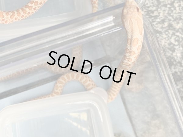 画像3: シシバナヘビ アルビノ♀ 国内CB  (3)