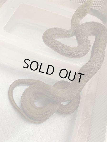 画像3: ヨナグニシュウダ 国内CB セミヤング (3)