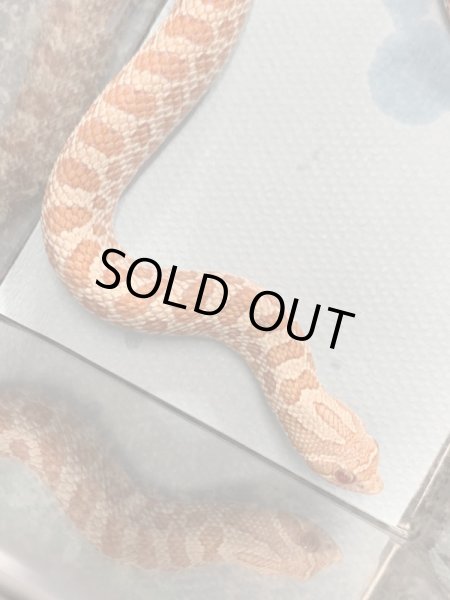 画像2: シシバナヘビ  エクストリームレッドアルビノ♂ EUCB  (2)