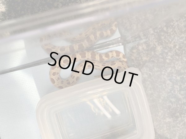 画像4: シシバナヘビ コンダhetアルビノ♀ 国内CB  (4)