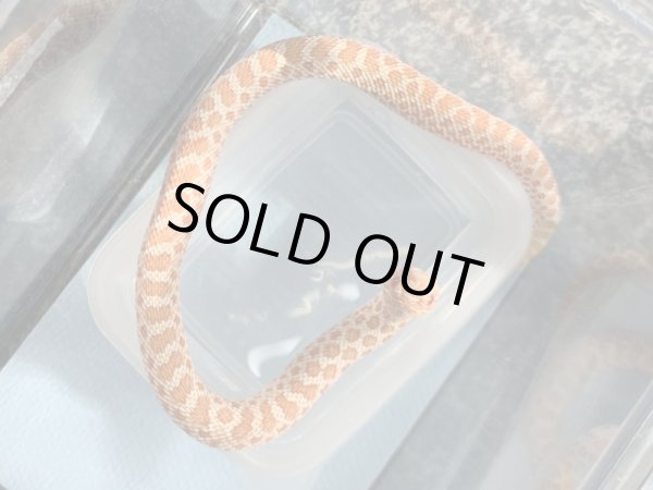 画像2: シシバナヘビ アルビノ♀ 国内CB  (2)