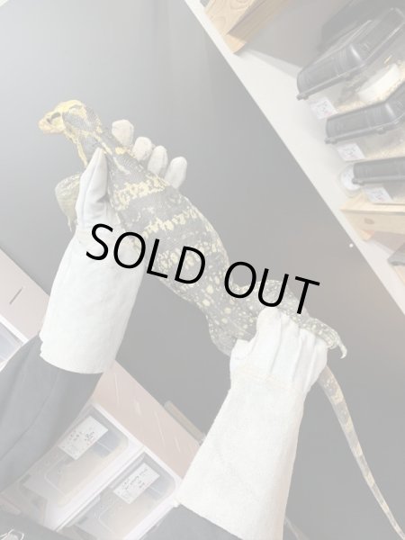 画像4: カミンギーモニター ヤング maybe♀ (4)