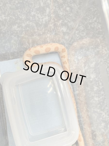 画像4: シシバナヘビ アルビノコンダ♂ 国内CB  (4)