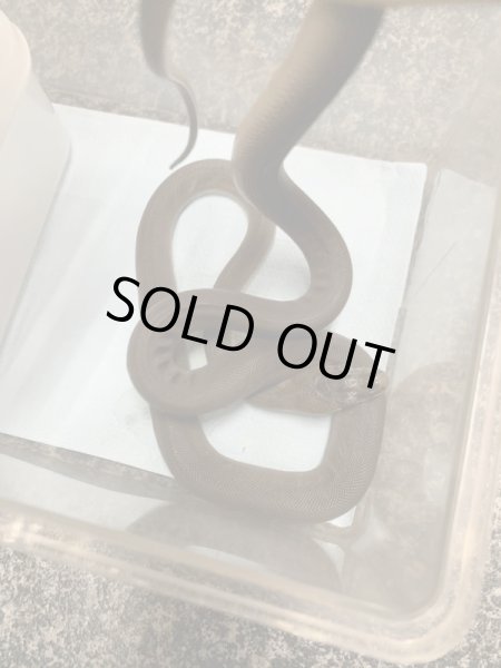 画像3: オリーブパイソン 国内CB  (3)