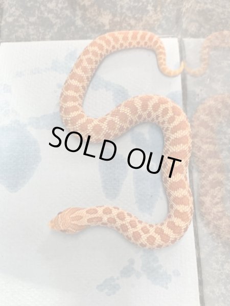 画像3: シシバナヘビ  エクストリームレッドアルビノ♀EUCB (3)