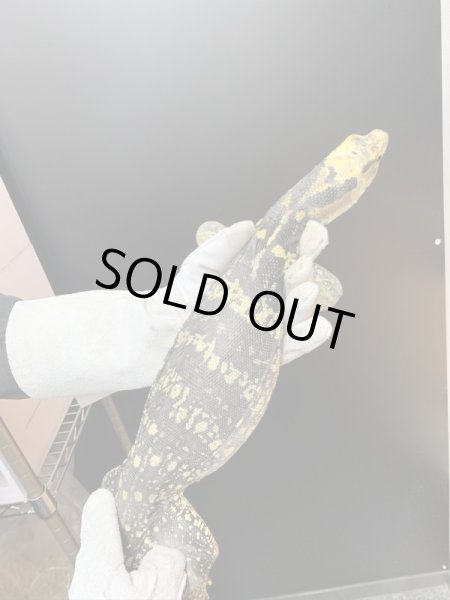 画像2: カミンギーモニター ヤング maybe♀ (2)