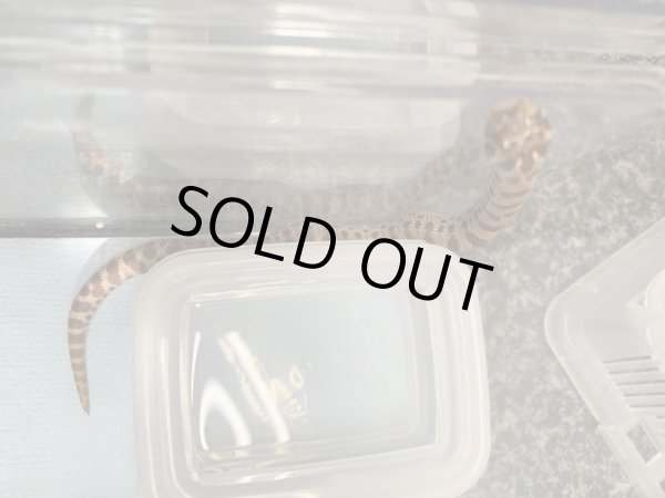 画像3: シシバナヘビ コンダhetアルビノ♀ 国内CB  (3)