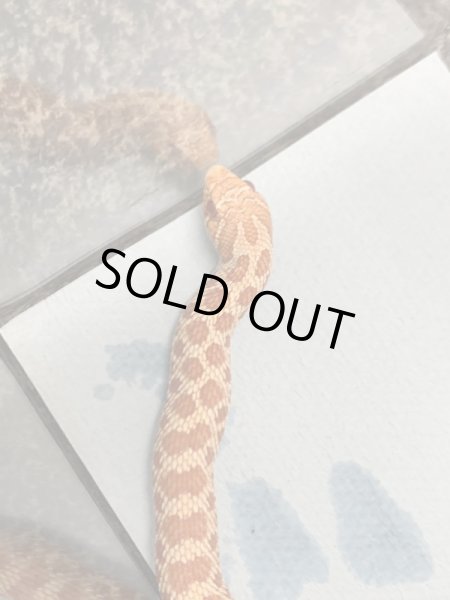 画像2: シシバナヘビ  エクストリームレッドアルビノ♀EUCB (2)