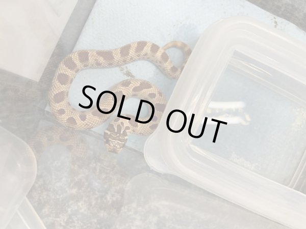 画像2: シシバナヘビ コンダhetアルビノ♀ 国内CB  (2)