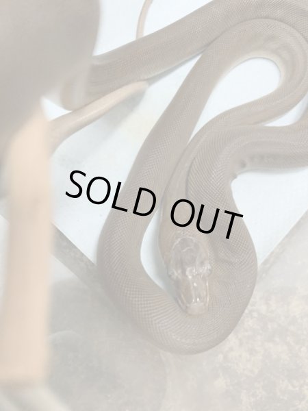 画像2: オリーブパイソン 国内CB  (2)