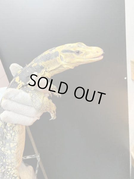 画像5: カミンギーモニター ヤング maybe♀ (5)