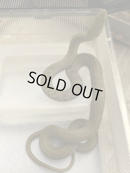 画像2: ヨナグニシュウダ 国内CB セミヤング (2)