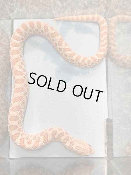 画像3: シシバナヘビ  エクストリームレッドアルビノ♂ EUCB  (3)