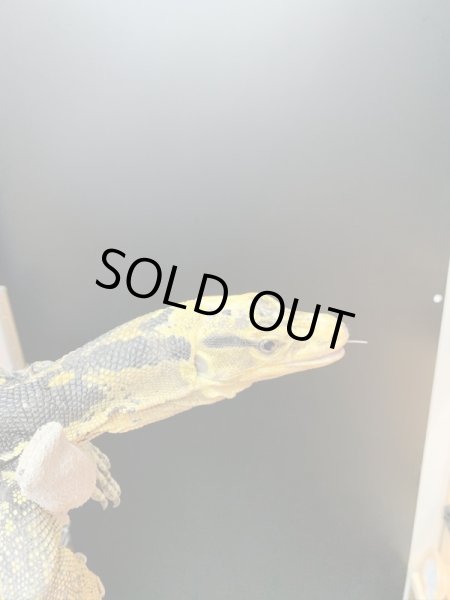 画像3: カミンギーモニター ヤング maybe♀ (3)