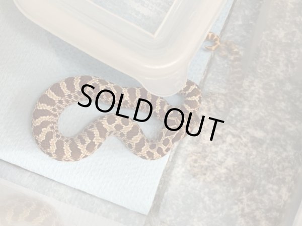 画像3: シシバナヘビ hetアルビノ♀ 国内CB  (3)