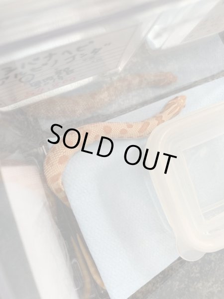 画像3: シシバナヘビ アルビノコンダ♂ 国内CB  (3)