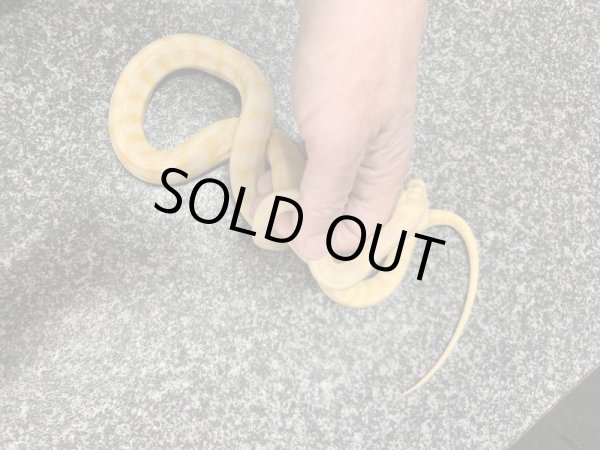 画像2: アルビノダーウィンカーペットパイソン♂セミヤング (2)