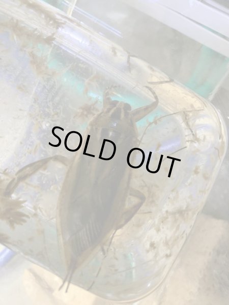 画像2: タイワンタガメ ペア売り (2)