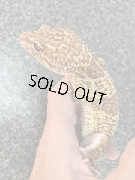 画像3: オバケトカゲモドキ フゼスタン ♂ (3)