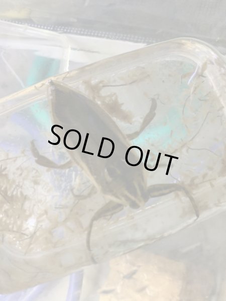 画像3: タイワンタガメ ペア売り (3)