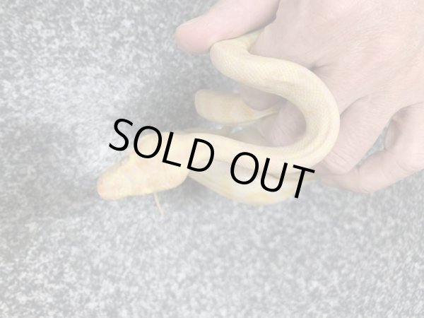 画像4: アルビノダーウィンカーペットパイソン♂セミヤング (4)