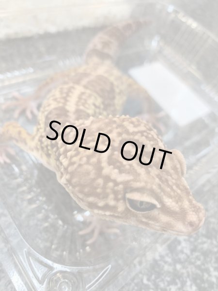 画像2: オバケトカゲモドキ フゼスタン ♂ (2)