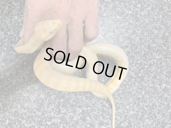 画像3: アルビノダーウィンカーペットパイソン♂セミヤング (3)