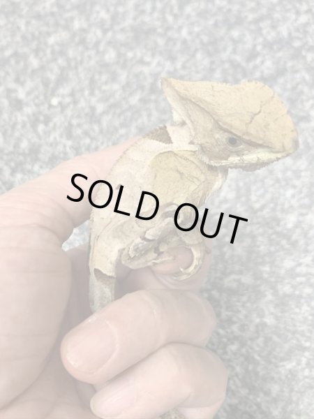 画像4: トギレヘルメットイグアナ (4)