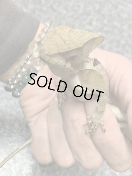 画像5: トギレヘルメットイグアナ (5)