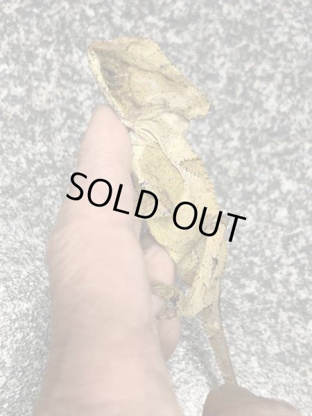 画像3: トギレヘルメットイグアナ (3)