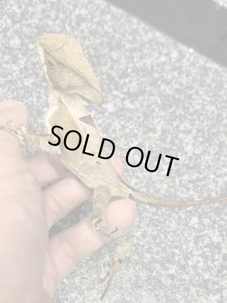 画像6: トギレヘルメットイグアナ (6)