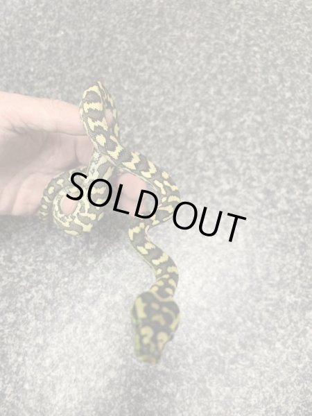 画像3: ストライプガンマジャングルカーペットパイソン♀ (3)