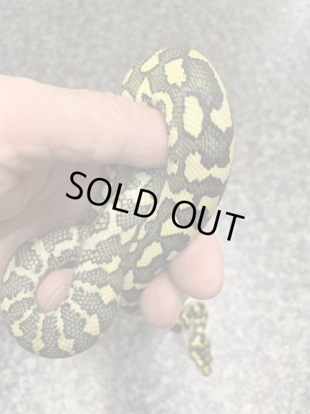 画像4: ストライプガンマジャングルカーペットパイソン♀ (4)