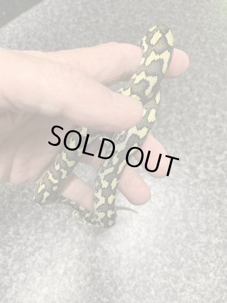 画像2: ストライプガンマジャングルカーペットパイソン♀ (2)