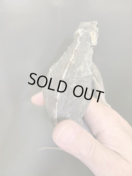 画像6: Ctenosaura acanthus ペア (6)