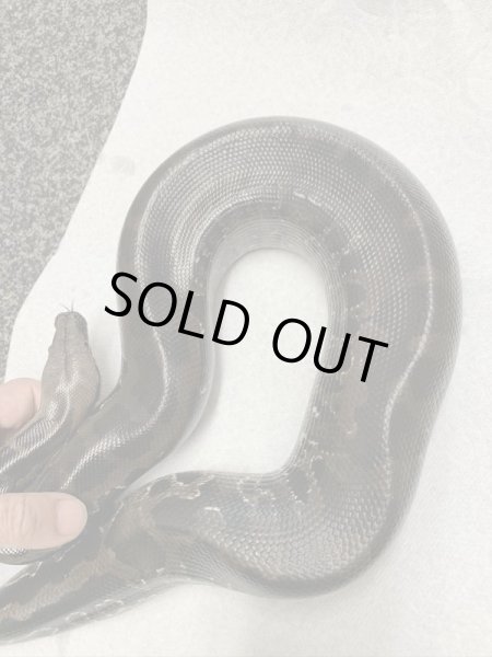 画像2: スマトラブラッドパイソン フルブラック (2)