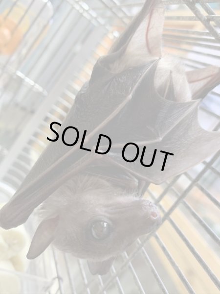 画像2: フルーツバット♀ (2)