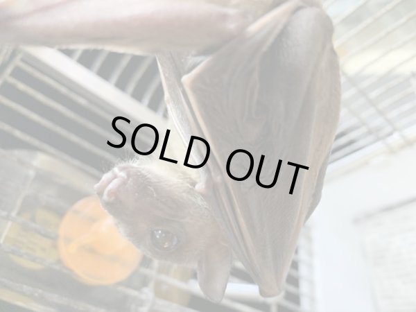 画像4: フルーツバット♀ (4)