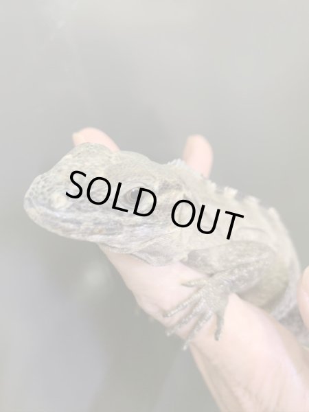 画像4: Ctenosaura acanthus ペア (4)