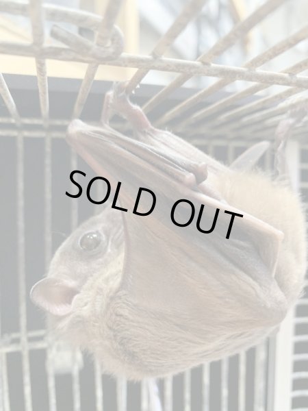 画像5: フルーツバット♀ (5)