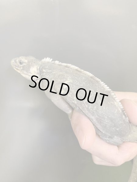 画像5: Ctenosaura acanthus ペア (5)