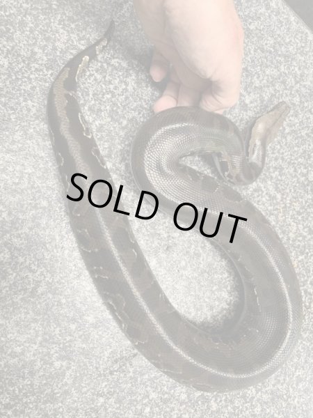 画像3: スマトラブラッドパイソン フルブラック (3)