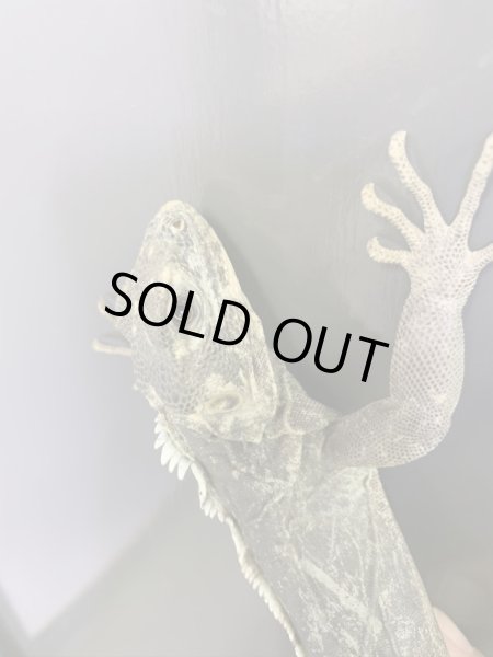 画像7: Ctenosaura acanthus ペア (7)