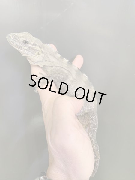 画像3: Ctenosaura acanthus ペア (3)